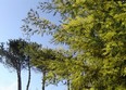 Primavera